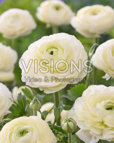 Ranunculus Elegance Crema