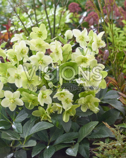 Helleborus Endless