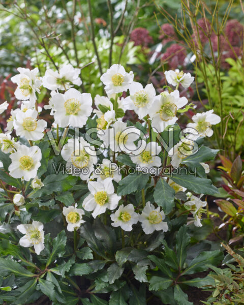 Helleborus Awesome!® Heavenly