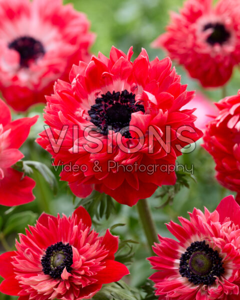 Anemone Fullstar Red