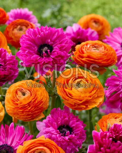 Anemone Fullstar Pink, Ranunculus Elegance Orange