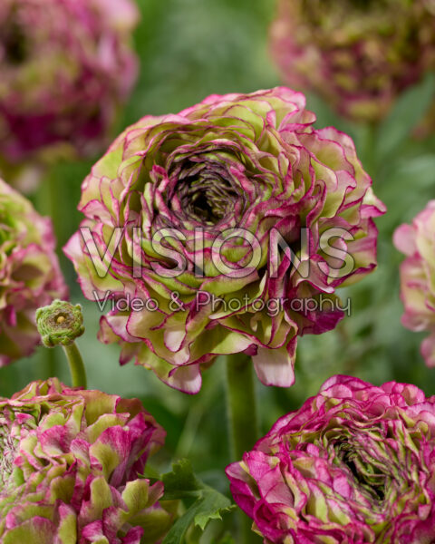 Ranunculus Pon Pon Malva