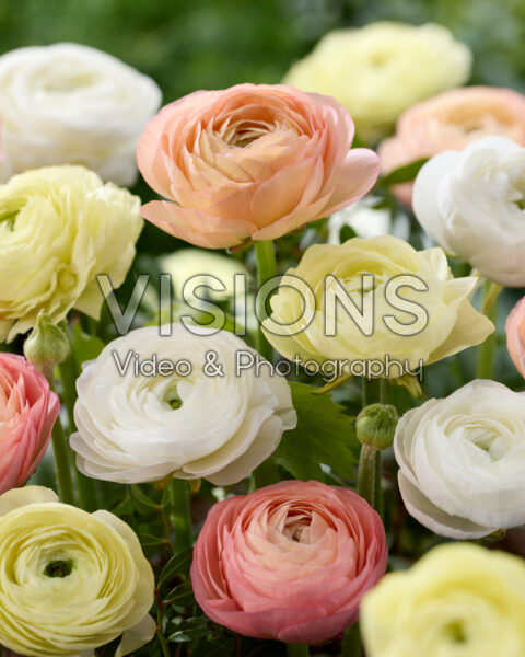 Ranunculus pastel mix