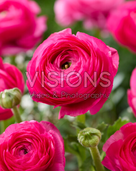 Ranunculus Elegance Hot Pink