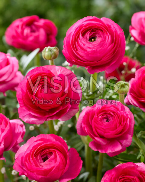 Ranunculus Elegance Hot Pink