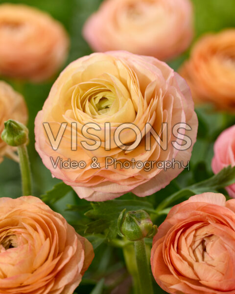 Ranunculus Elegance Salmon