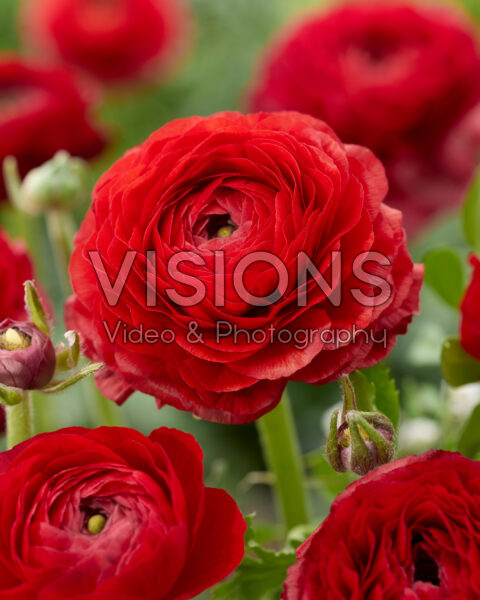 Ranunculus Elegance Red