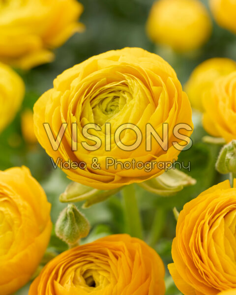 Ranunculus Elegance Yellow