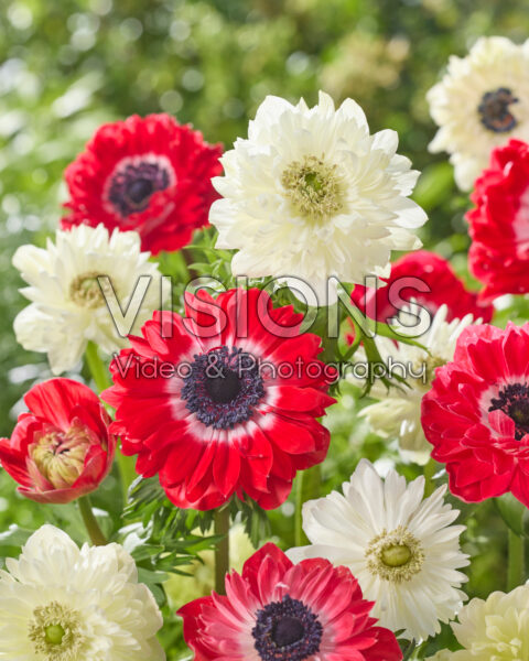 Anemone Fullstar combinatie