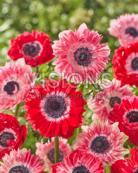 Anemone Fullstar combinatie