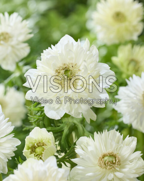 Anemone Fullstar White