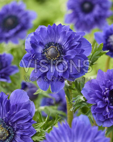 Anemone Fullstar Dark Blue