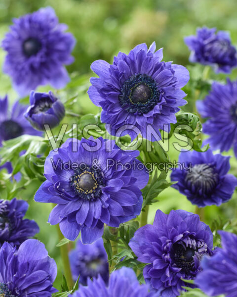 Anemone Fullstar Dark Blue