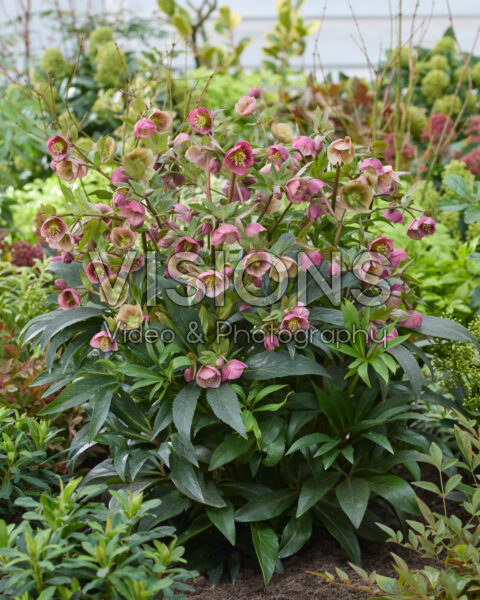 Helleborus Dacaya Helleborus Dacaya