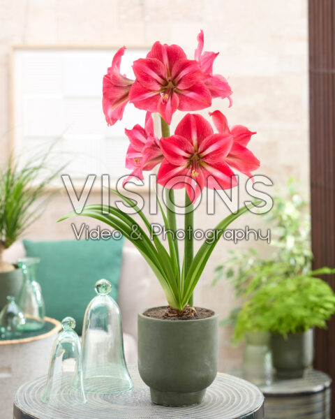 Hippeastrum Candy Star Hippeastrum Candy Star