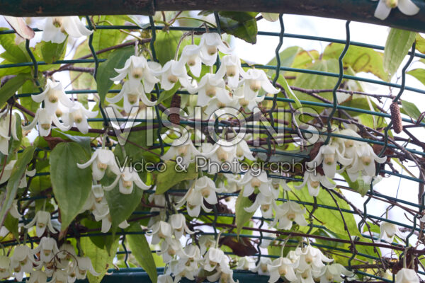 Clematis urophylla Winter Beauty Clematis urophylla Winter Beauty