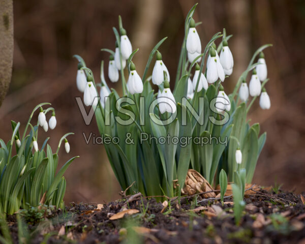 Galanthus Ab Galanthus Ab
