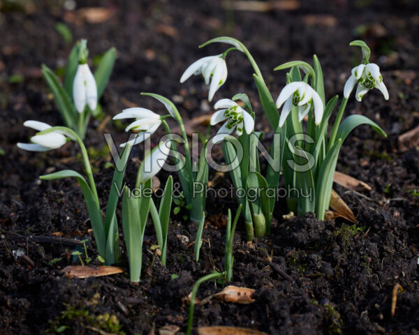 Galanthus Starling Galanthus Starling