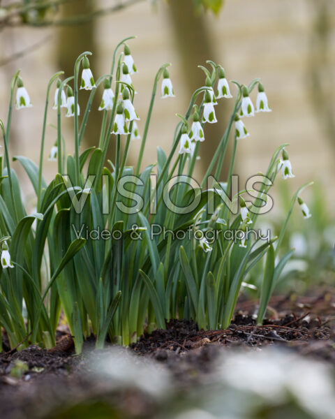 Galanthus Long John Silver Galanthus Long John Silver
