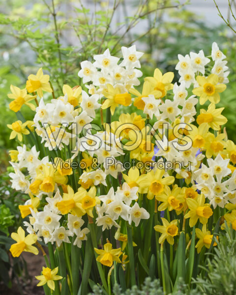 Narcissus Avalanche, Tete a Tete Narcissus Avalanche, Tete a Tete