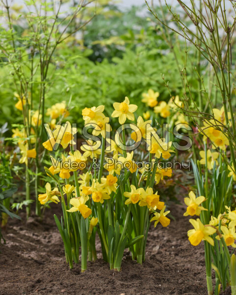 Narcissus Tete a Tete Narcissus Tete a Tete