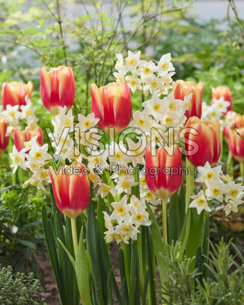 Narcissus Avalanche, Tulipa Narcissus Avalanche, Tulipa