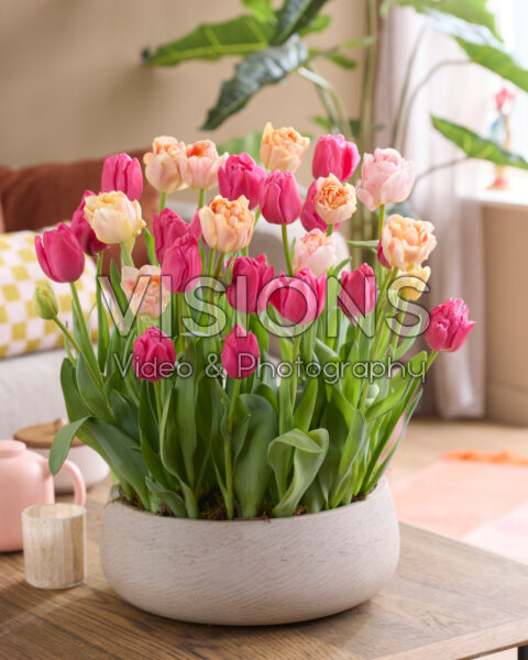 Potted bulb container Potted bulb container