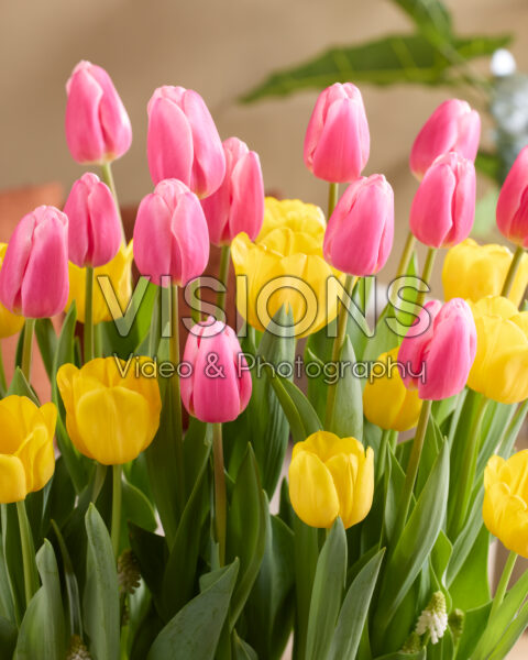 Tulipa Milkshake, Lobke Tulipa Milkshake, Lobke