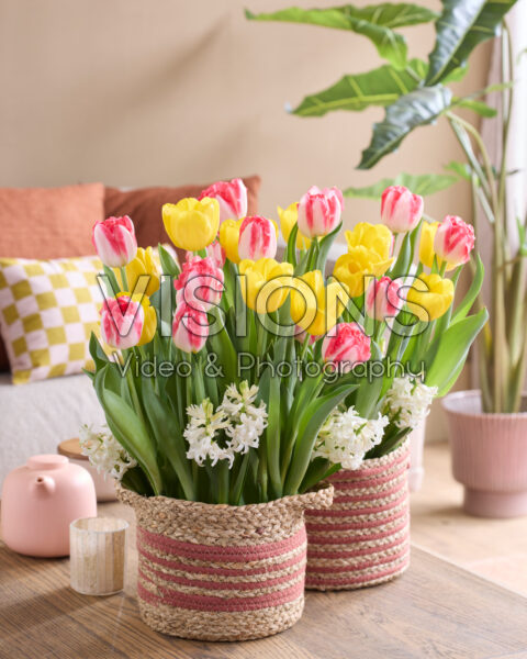 Potted bulb containers Potted bulb containers
