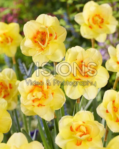 Narcis Tahiti Narcis Tahiti