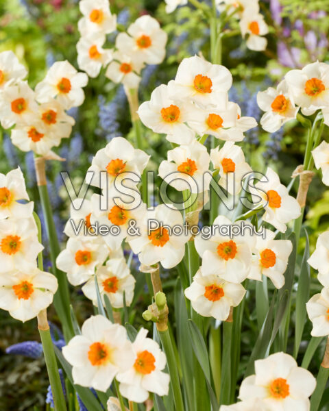 Narcissus Bright Spangles Narcissus Bright Spangles