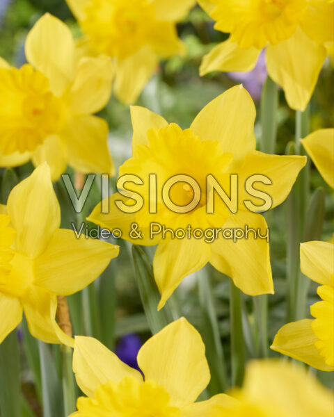 Narcissus King Alfred Narcissus King Alfred