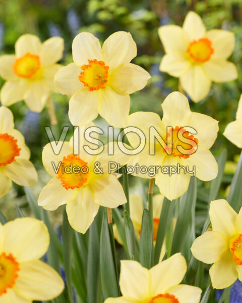 Narcissus Red Devon Narcissus Red Devon