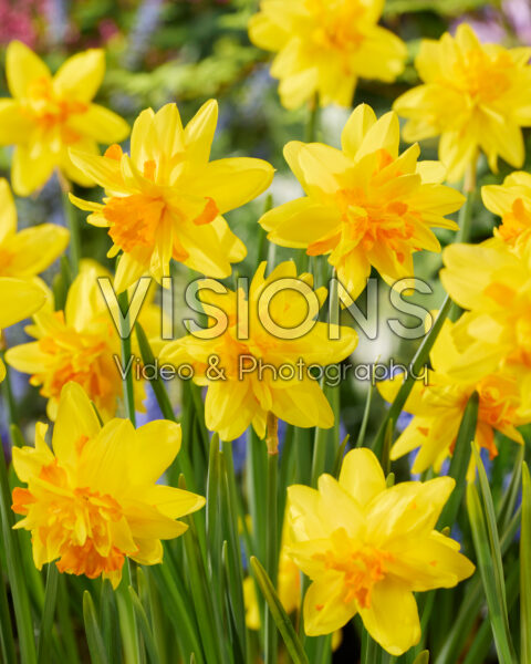 Narcissus Double Itzim Narcissus Double Itzim