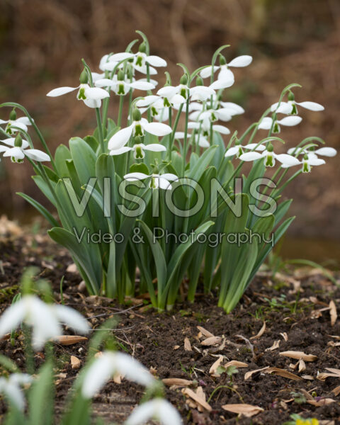 Galanthus Ab Galanthus Ab