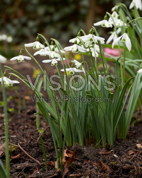 Galanthus Trumps Galanthus Trumps