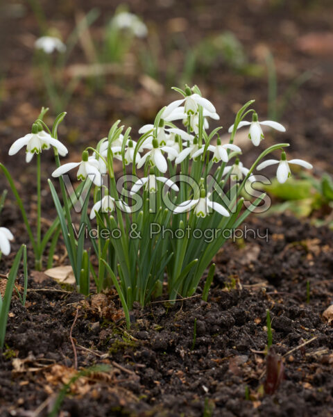 Galanthus nivalis Galanthus nivalis
