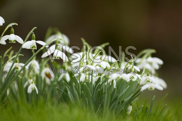 Galanthus nivalis Galanthus nivalis
