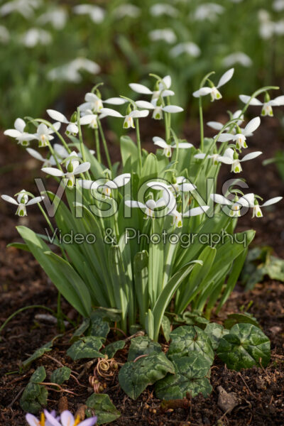 Galanthus Atkinsii Galanthus Atkinsii
