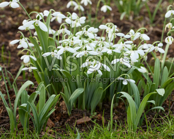 Galanthus Atkinsii Galanthus Atkinsii
