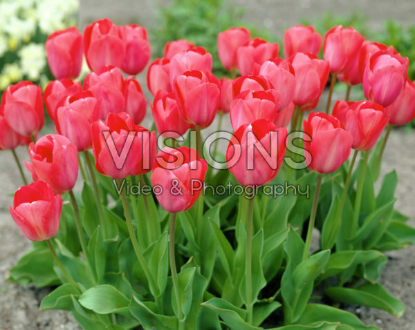 Tulipa Van Eijk Tulipa Van Eijk