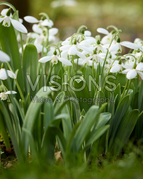 Galanthus Atkinsii Galanthus Atkinsii
