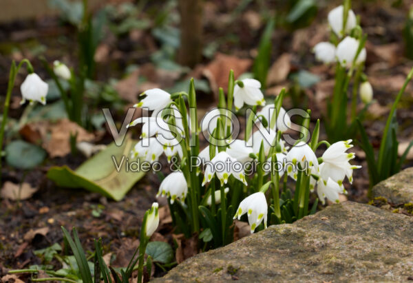 Leucojum vernum Leucojum vernum