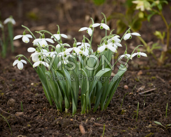 Galanthus Beany Galanthus Beany