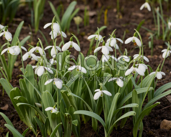 Galanthus Ladybird Galanthus Ladybird