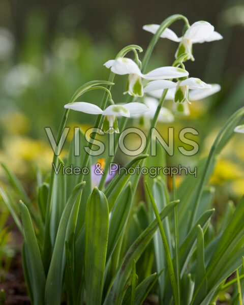 Galanthus Chantry Cracker Galanthus Chantry Cracker