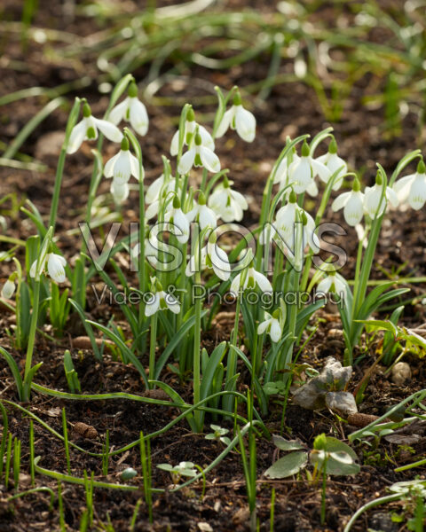 Galanthus Sprite Galanthus Sprite