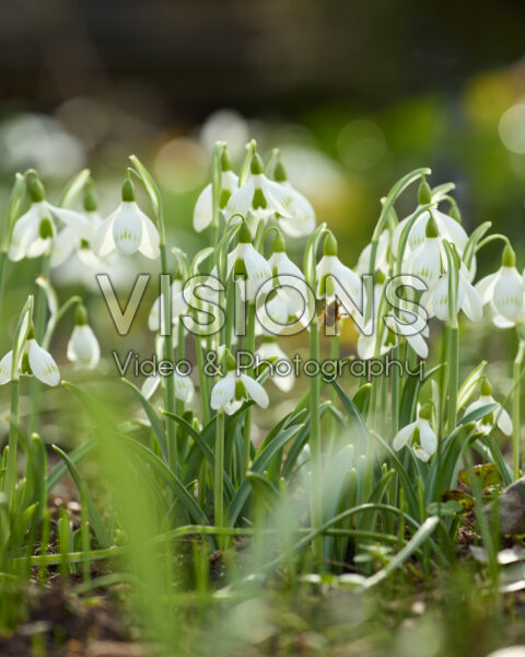 Galanthus Sprite Galanthus Sprite