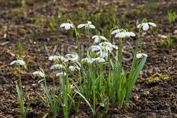 Galanthus S. Arnott Galanthus S. Arnott