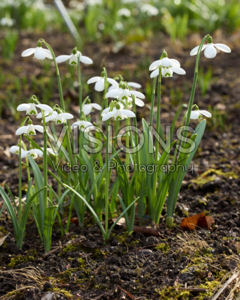 Galanthus S. Arnott Galanthus S. Arnott